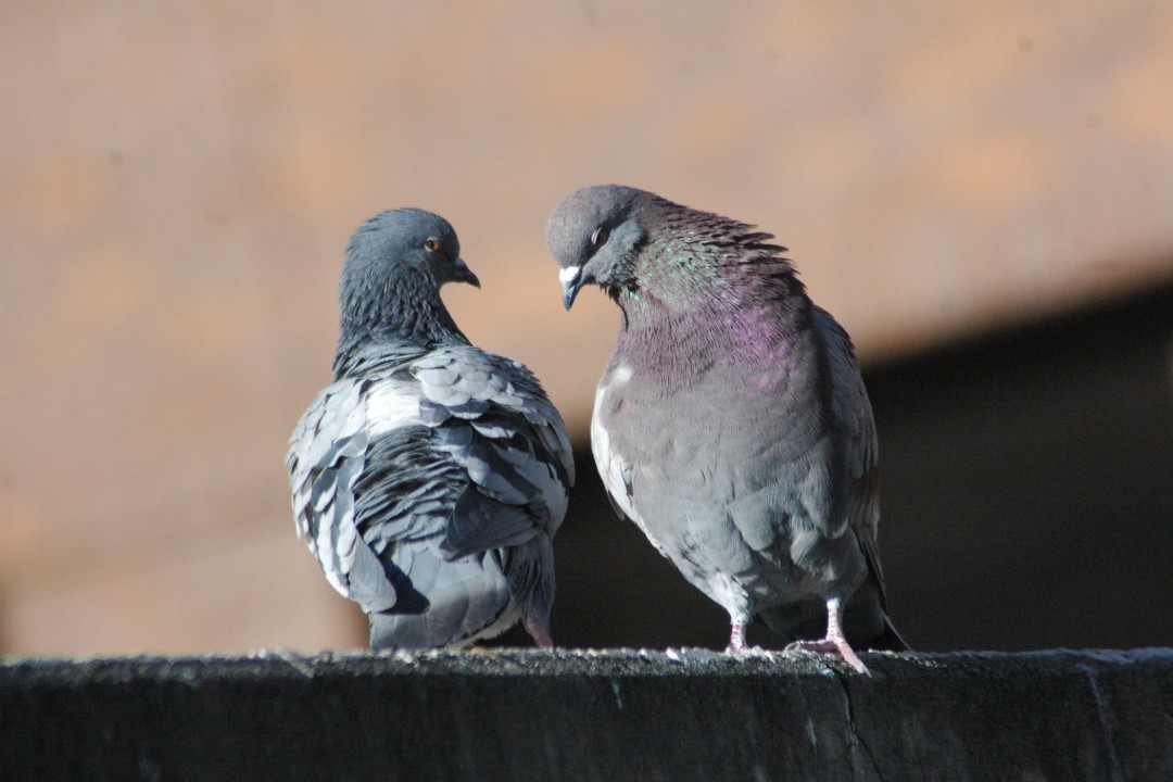 Two pigeons on a ledge