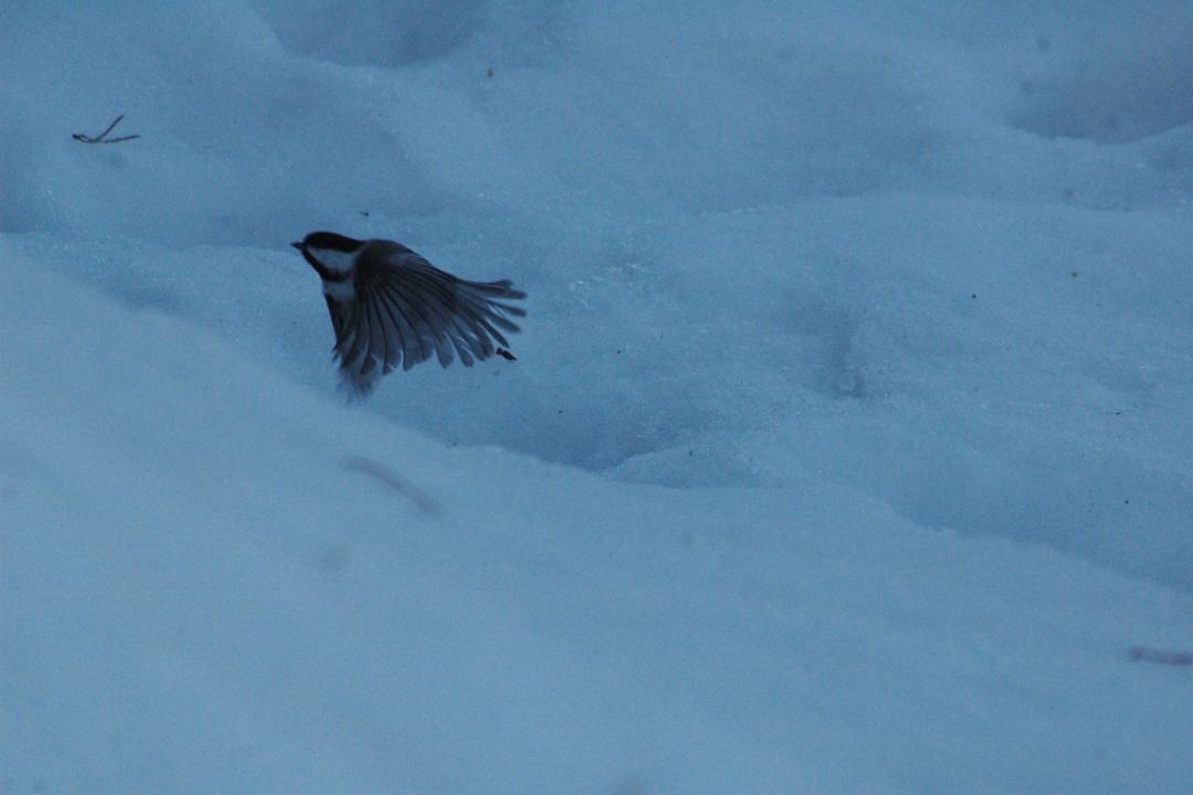 A chickadee in flight over a snowbank