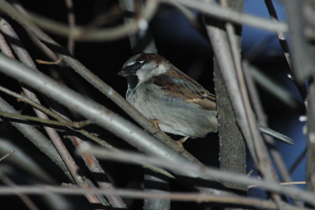 A little brown bird framed by tree branches