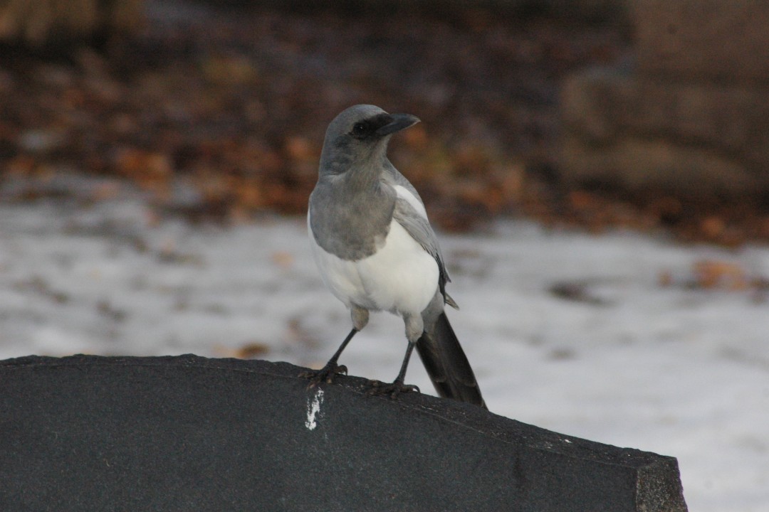 An albino magpie sits on a gravestone