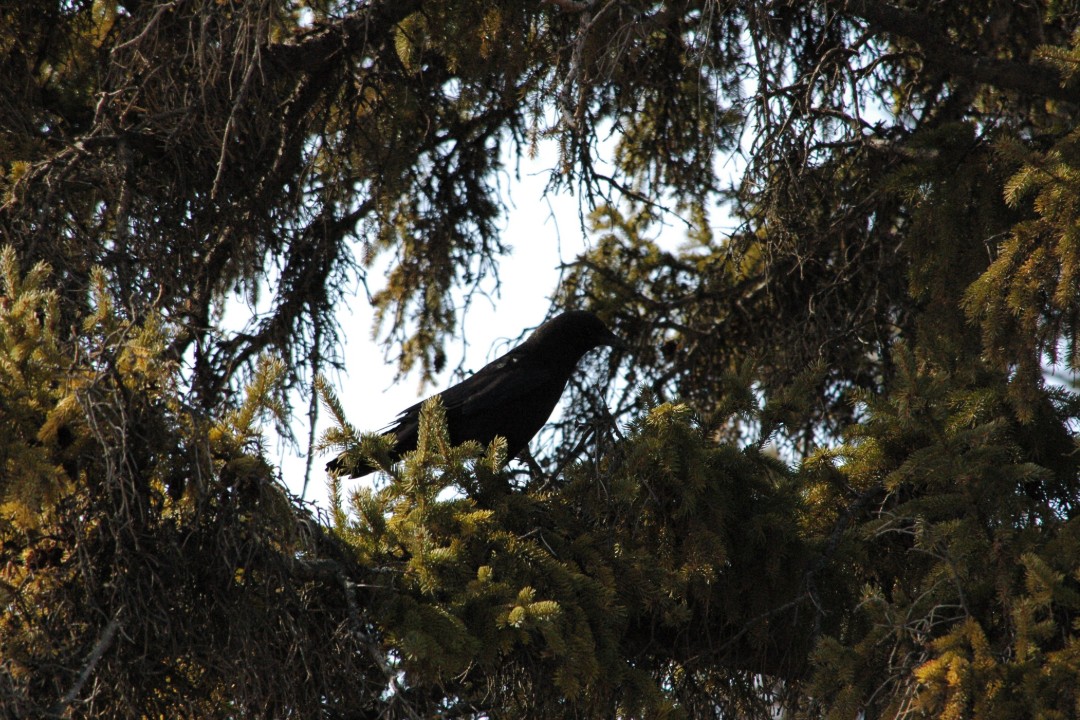 A crow in a spruce tree