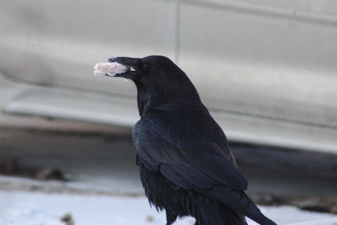 Happenings: April 15, 2026