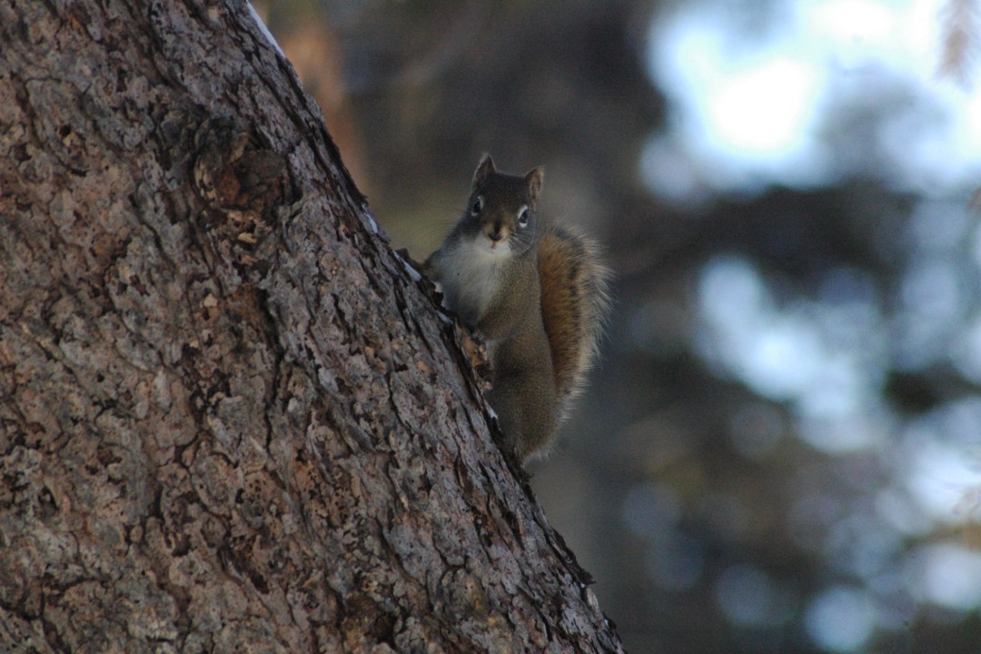 A squirrel stands on a slanted log