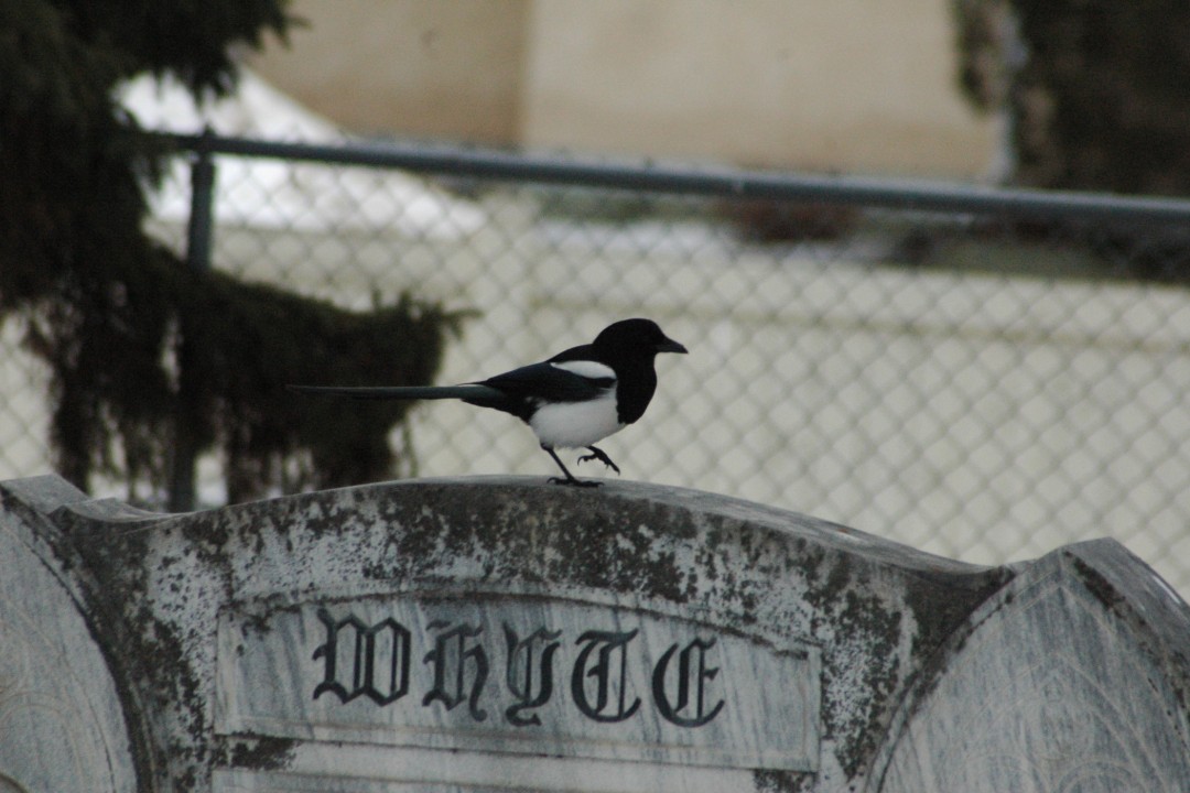 Happenings: April 20, 2026