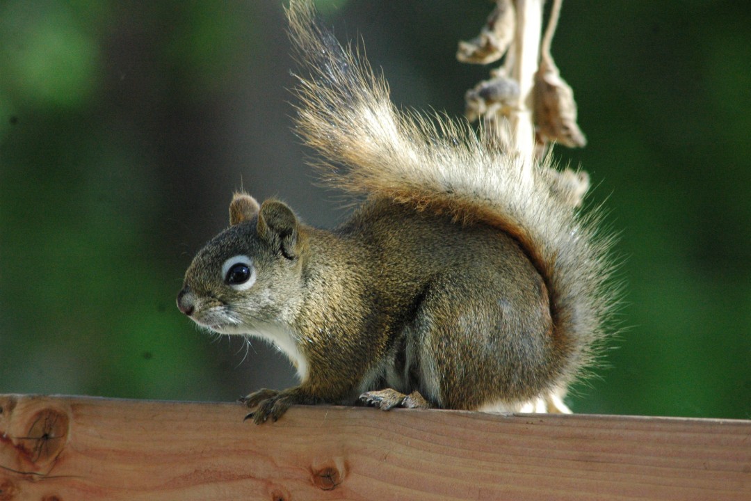 A squirrel sits on a fence