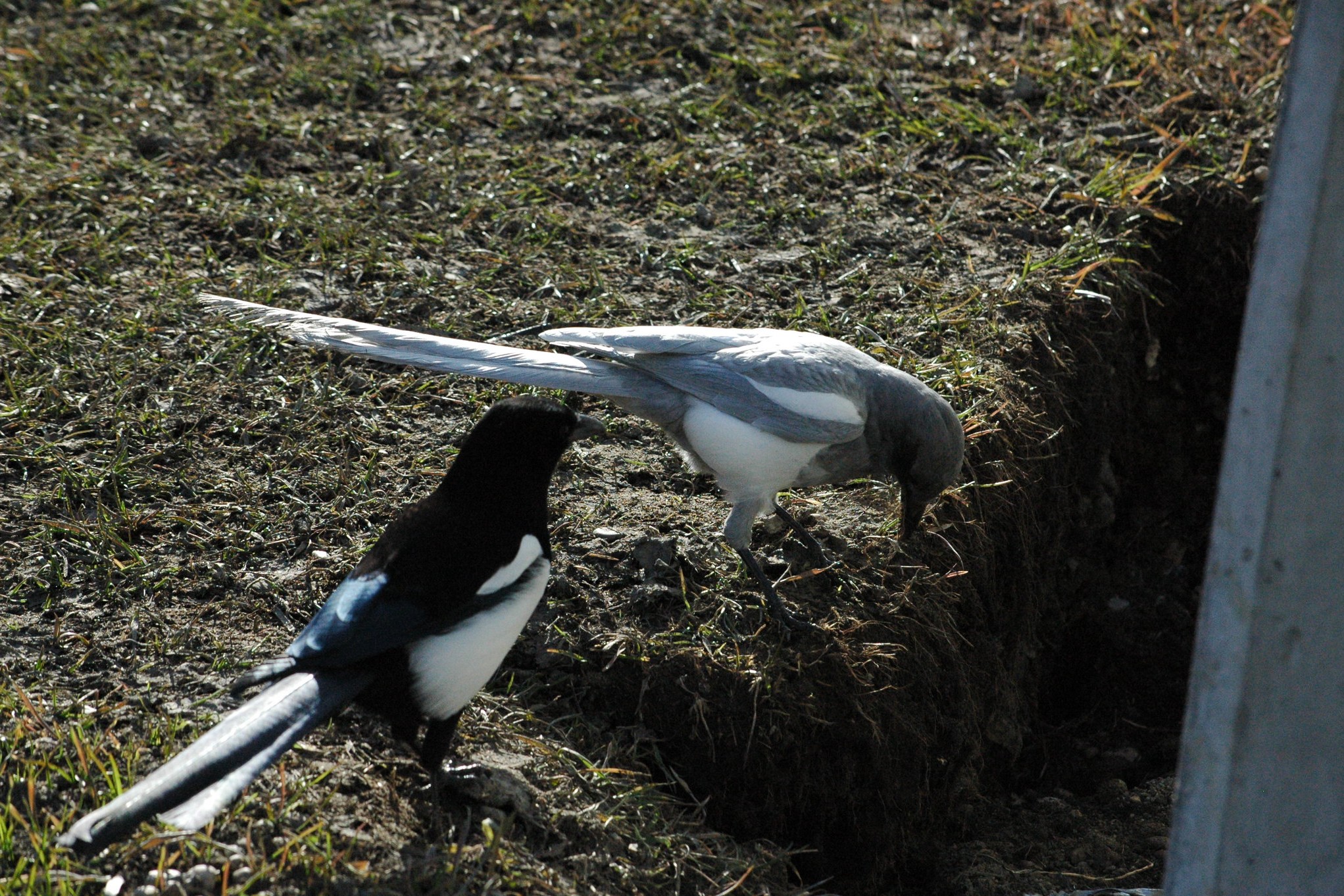An albino magpie looks into a trench while a regular magpie looks on