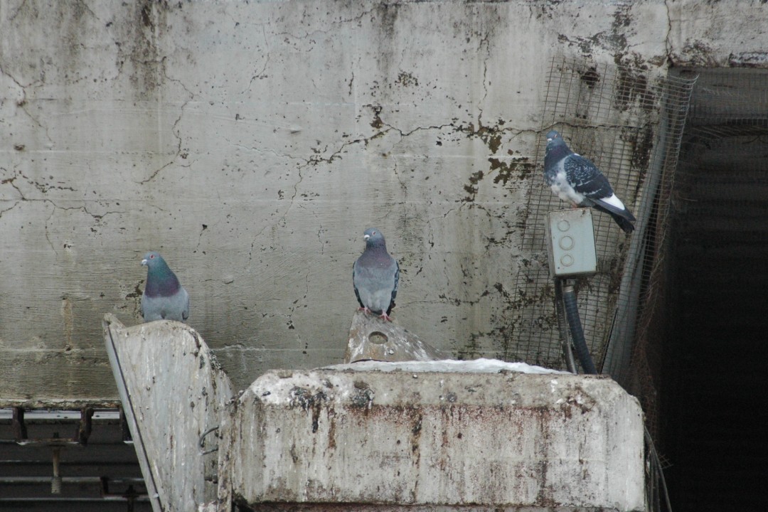 Three pigeons perched in front of a concrete wall