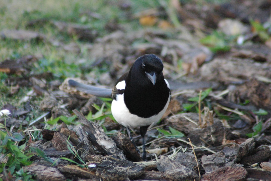 A magpie walks among woodchips with green shoots poking up