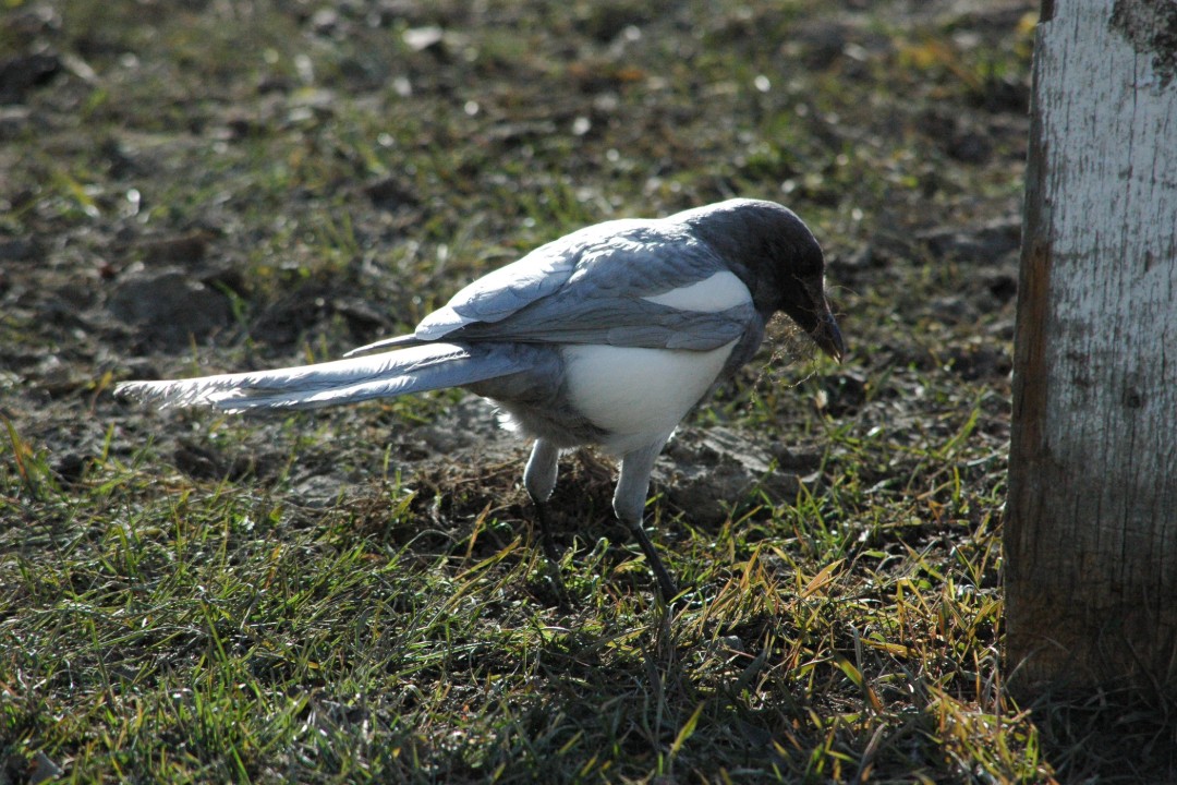 An albino magpie on new grass