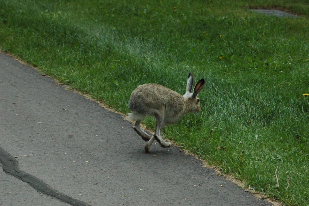 A hare heads off a path into a grassy area