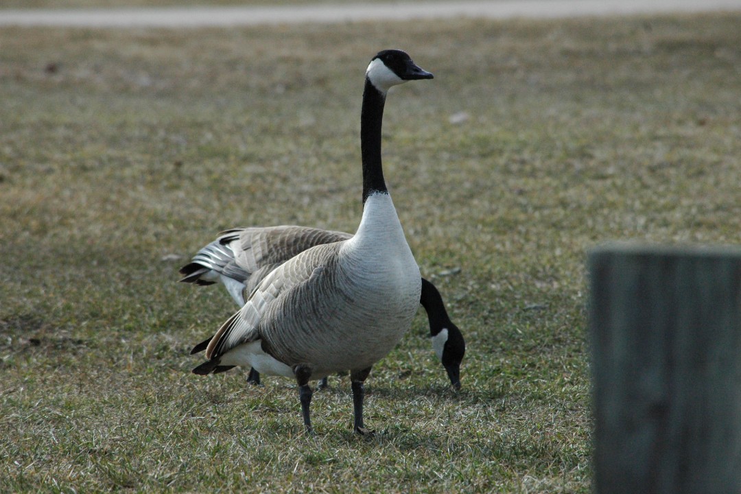 Two Canada geese in a field, one in front of the other