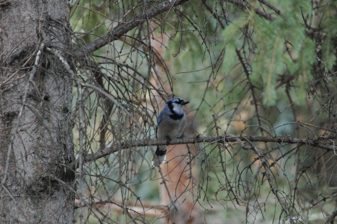 A blue jay in a tree