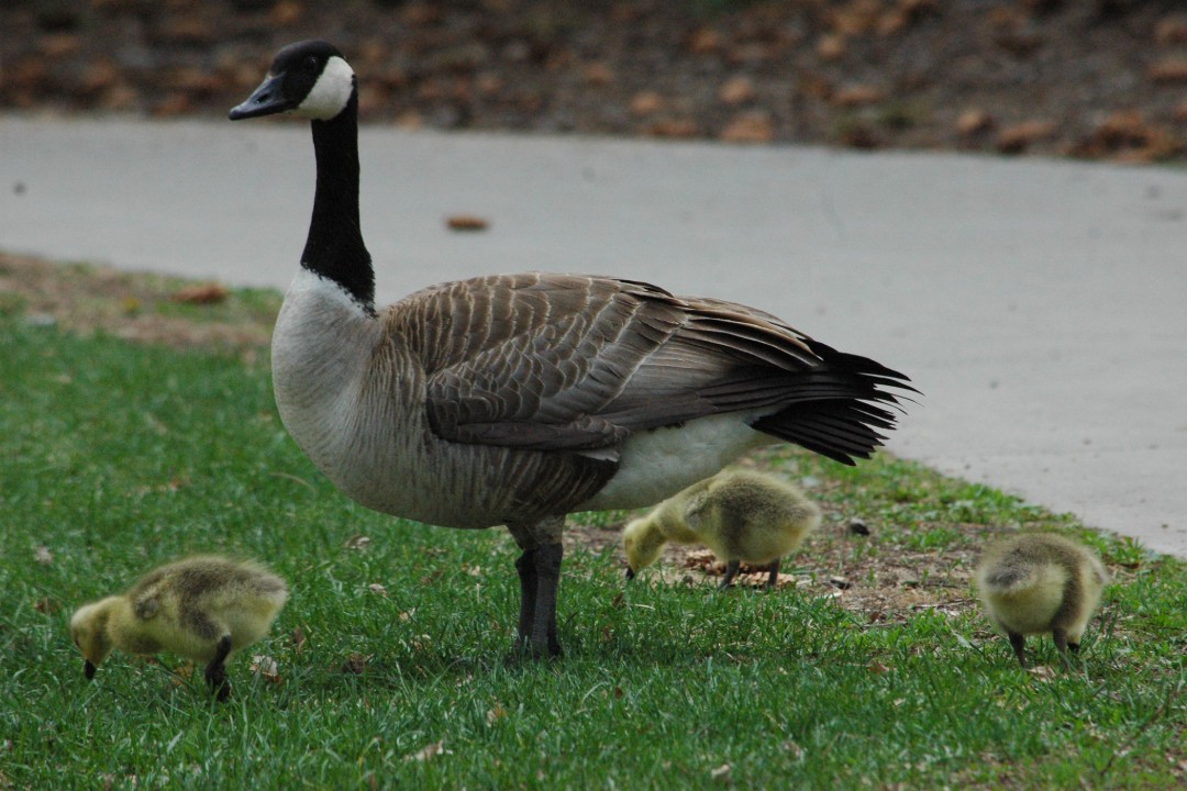 Three goslings graze around an adult Canada goose