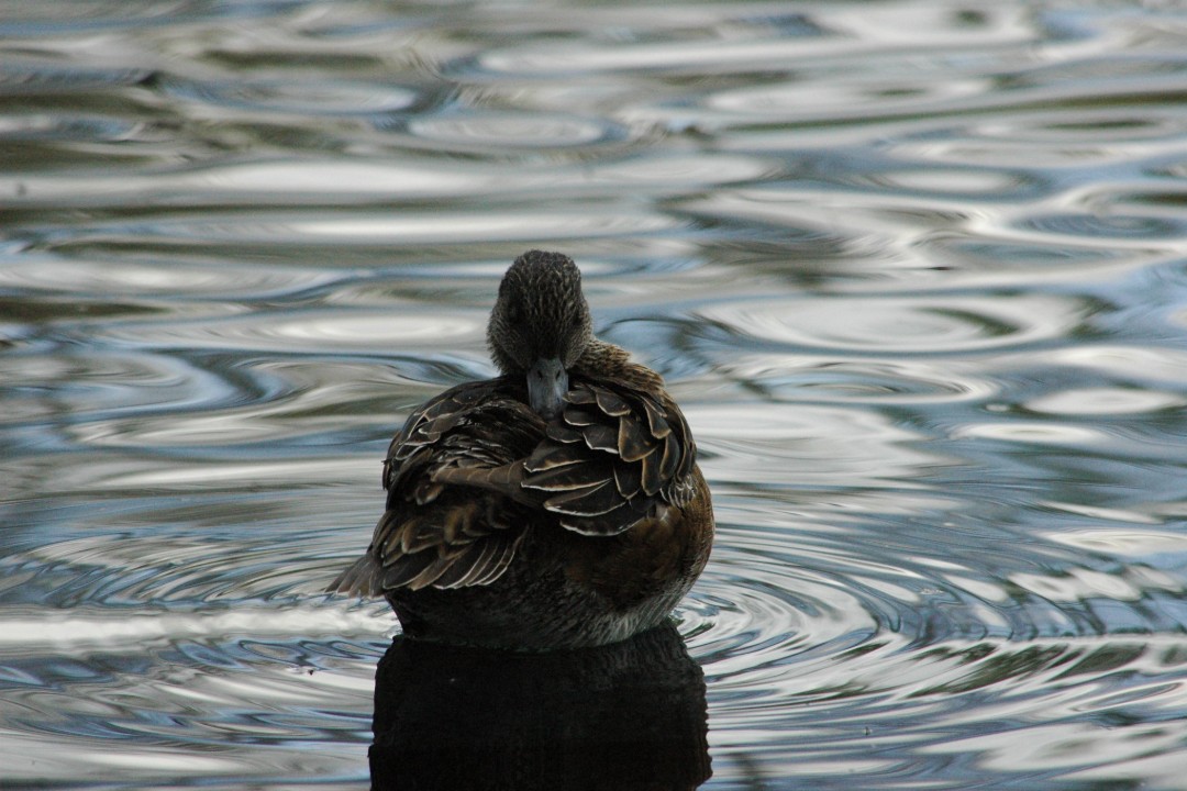 A duck swimming on ripply water