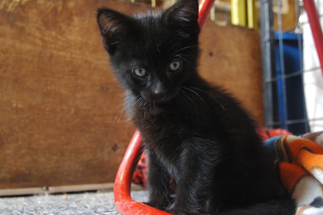 A black kitten beside a blanket and play structure