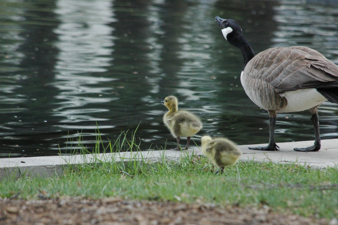 Two goslings and a grown Canada goose beside a pond