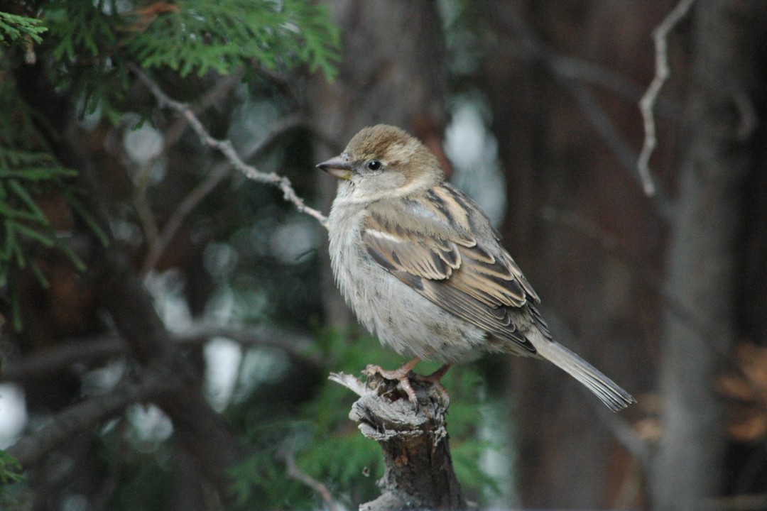 A small bird in a cedar tree
