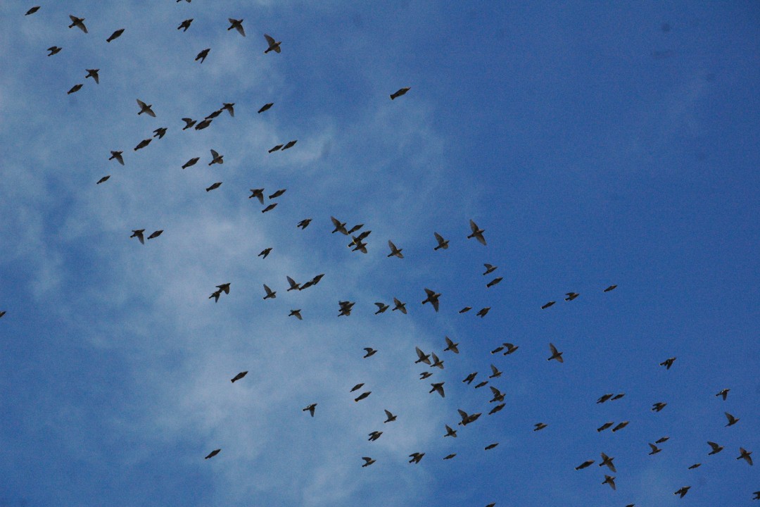 Dozens of birds fly across a blue sky