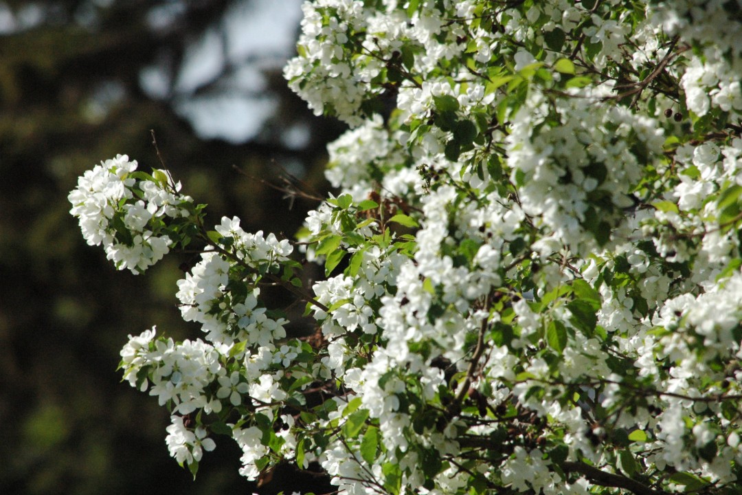 White blossoms on a tree