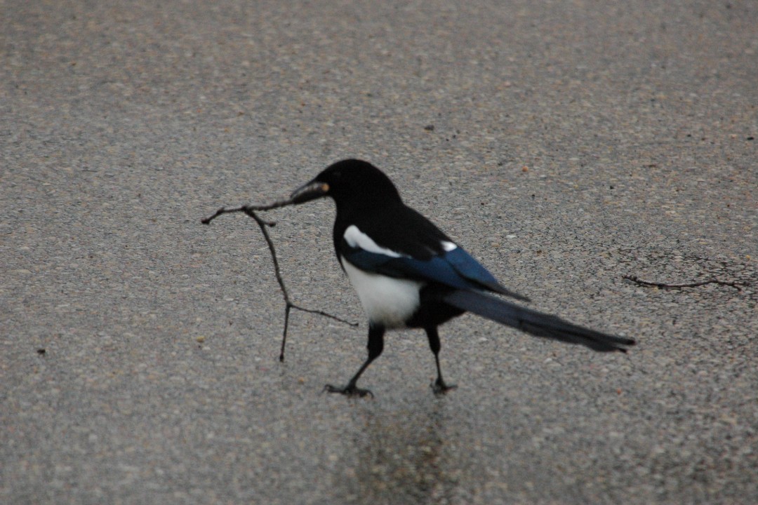 A magpie with a stick in its mouth