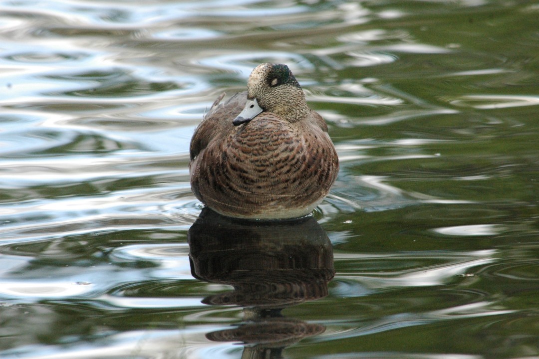 A duck swimming in a pond