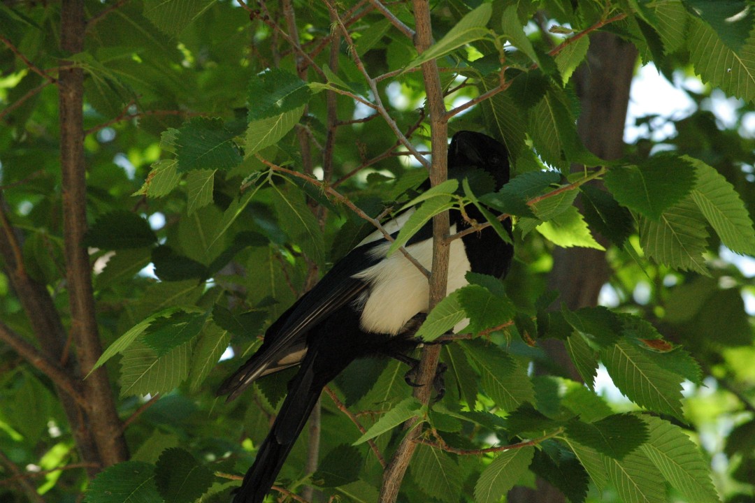A magpie in a tree