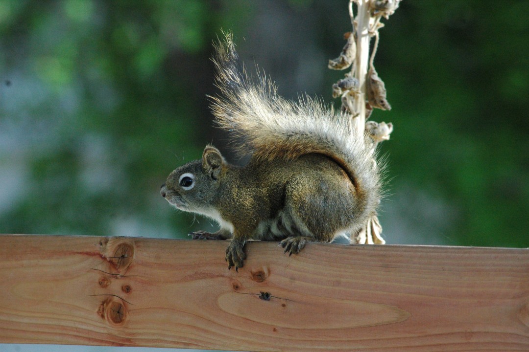 A squirrel perches on a fence, its bushy tail curled over its back