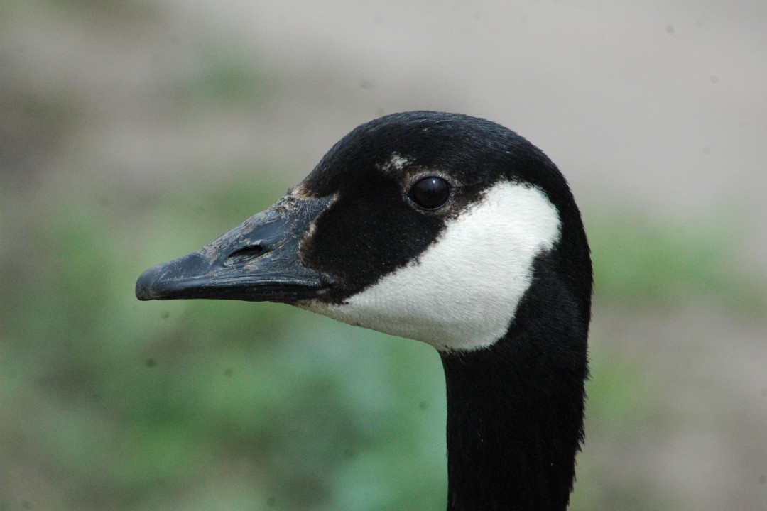 A closeup of a Canada goose's head