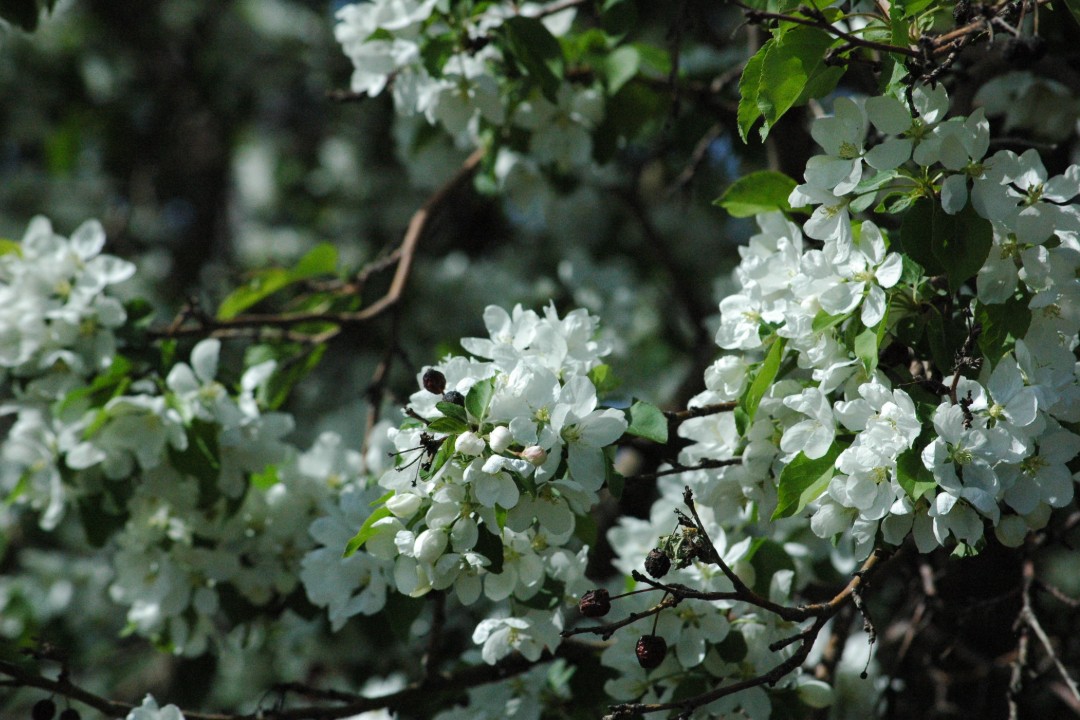 A closeup of white blossoms on a tree