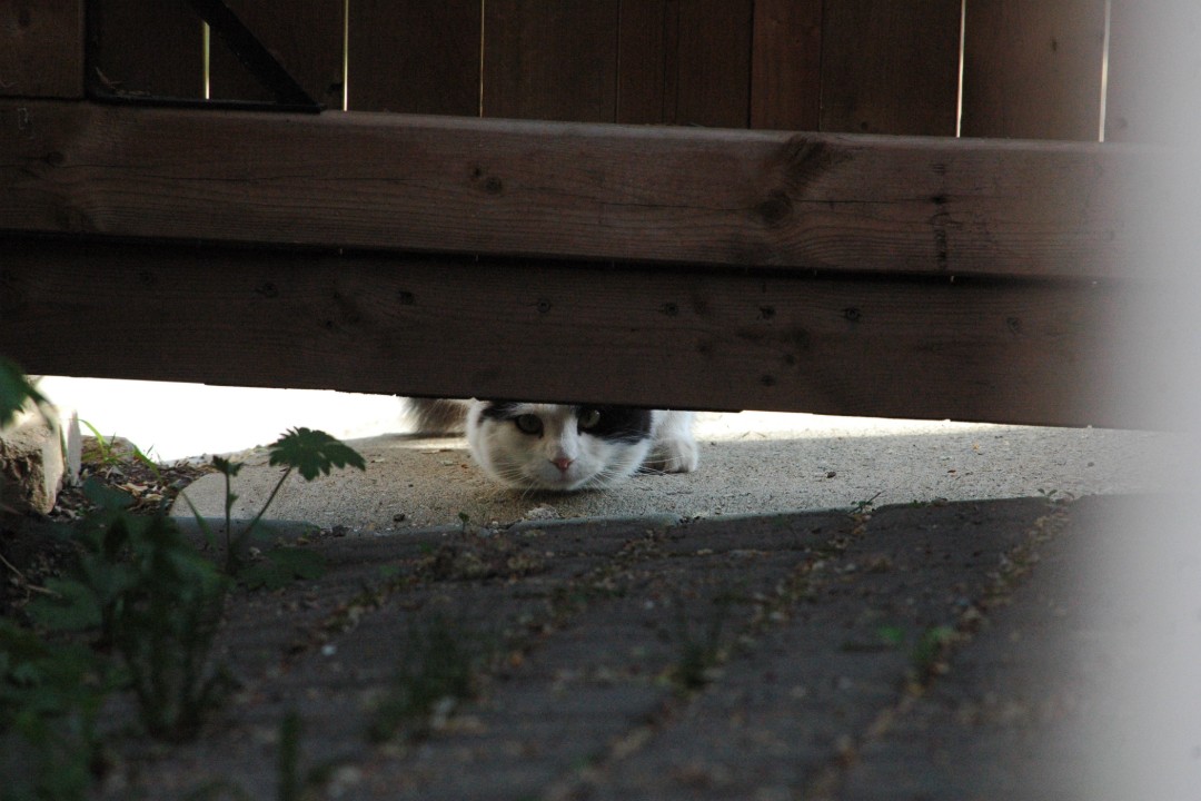 A cat peers under a gate