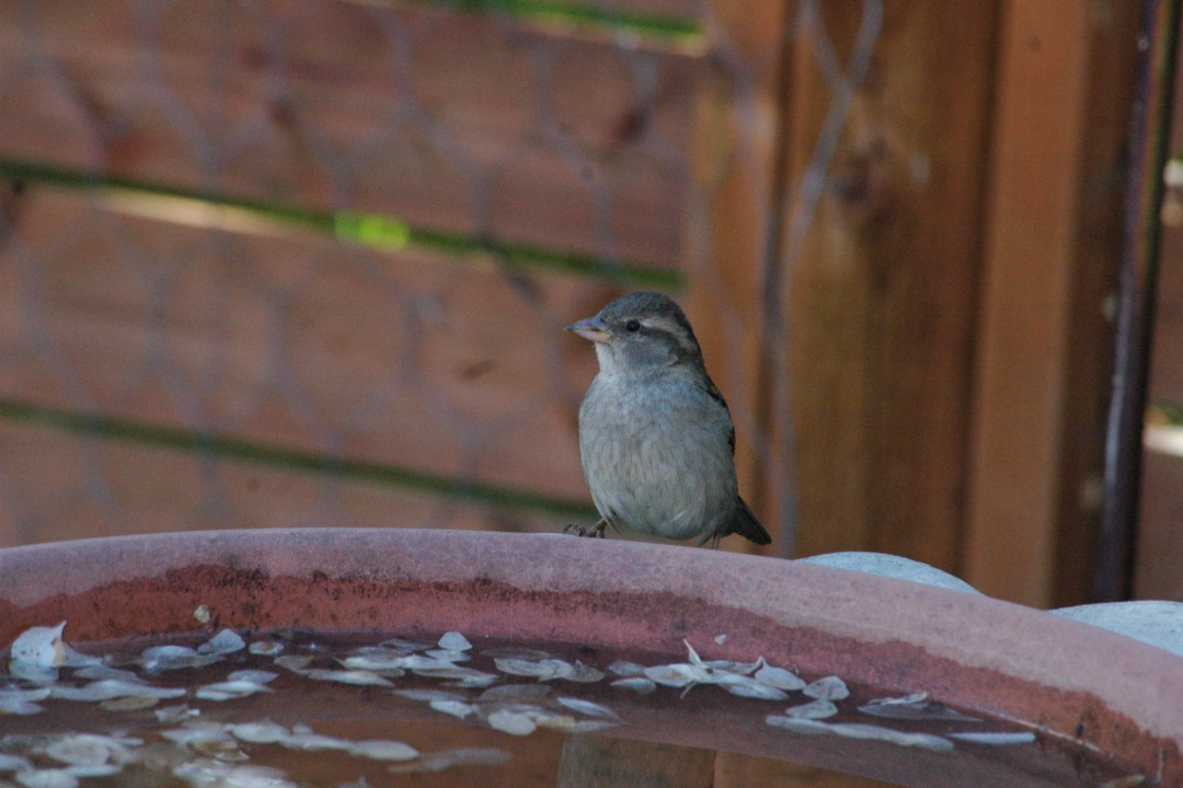 A little bird perches on the edge of a birdbath with petals floating in it.