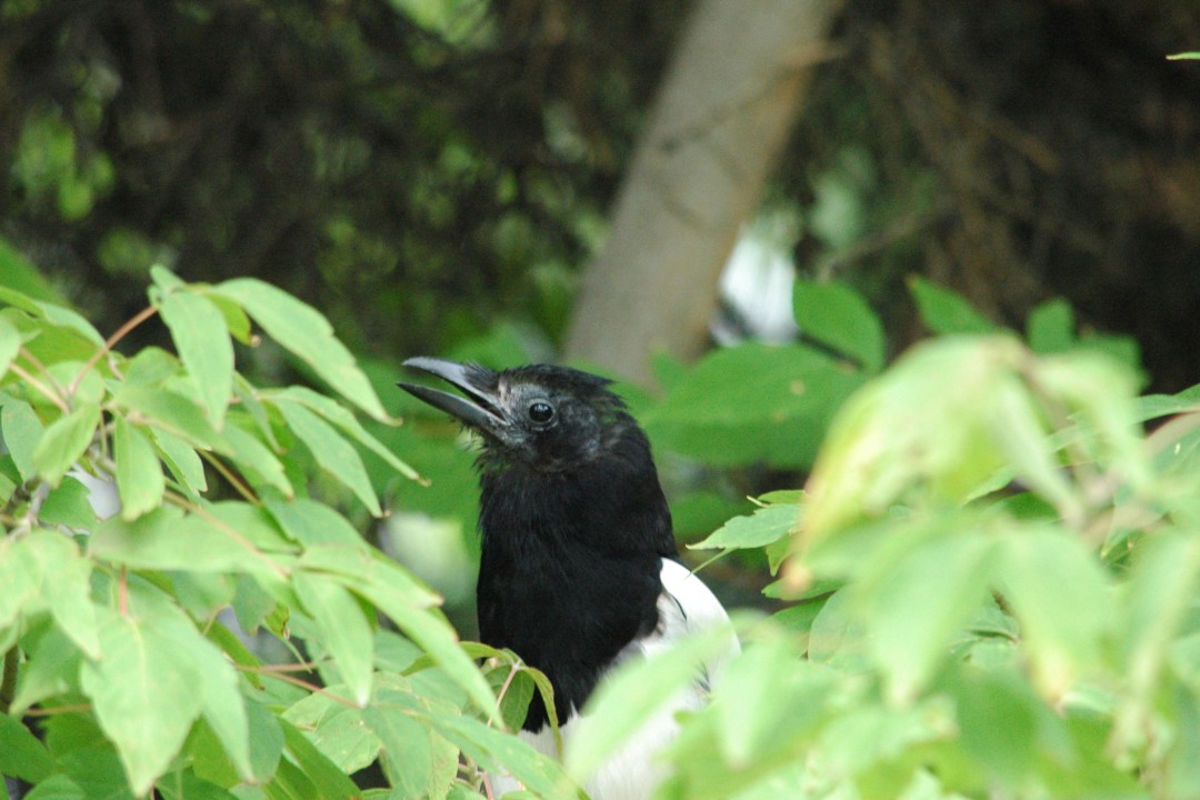 A fuzzy-headed magpie among green leaves