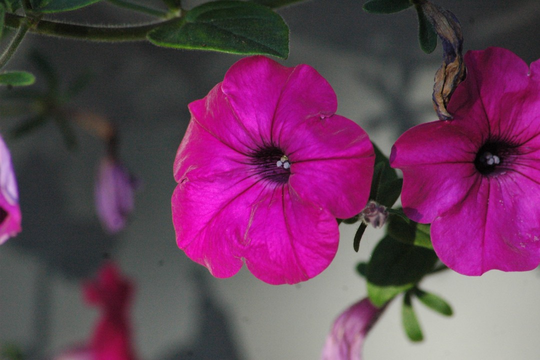 A close-up of bright petunias