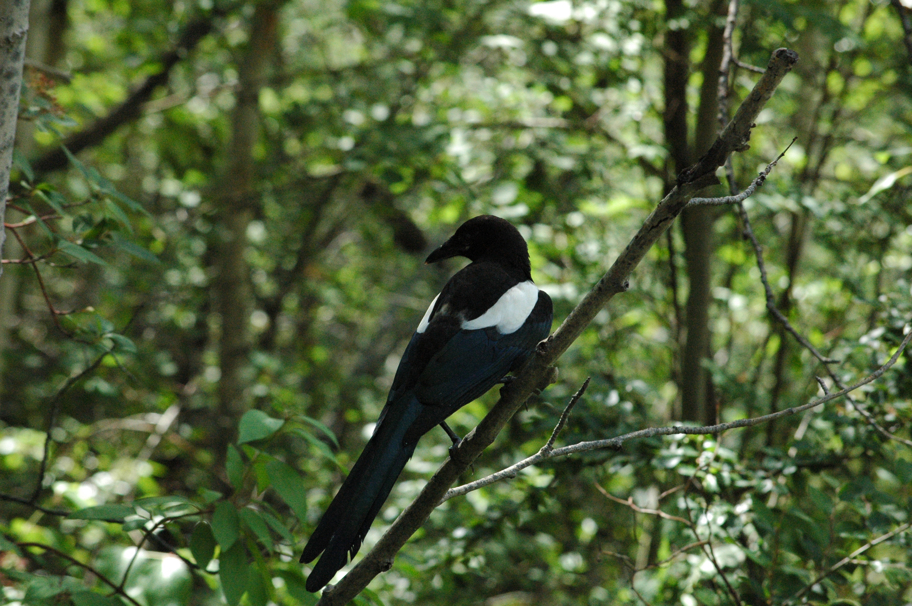A magpie in the forest