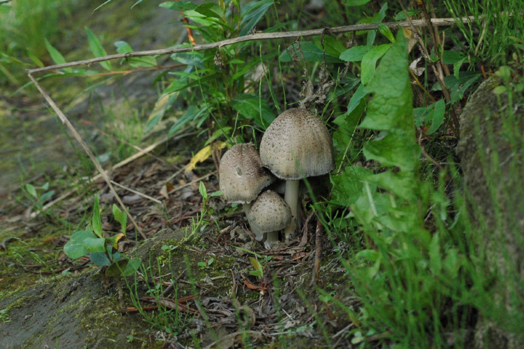 Three mushrooms surrounded by greenery
