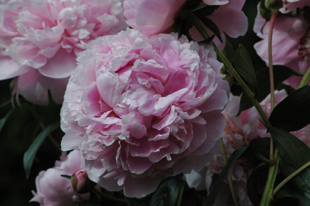 Happenings: July 14, 2026 A fluffy pink peony bloom