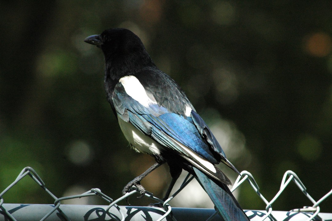 A magpie on a chainlink fence