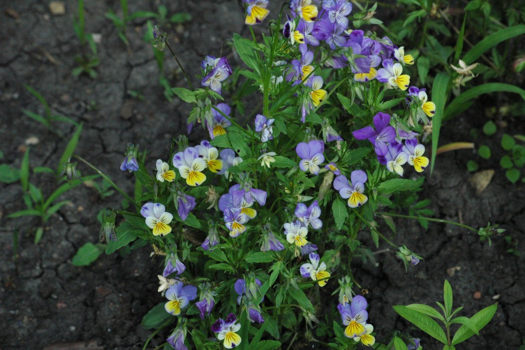 A spray of pansies