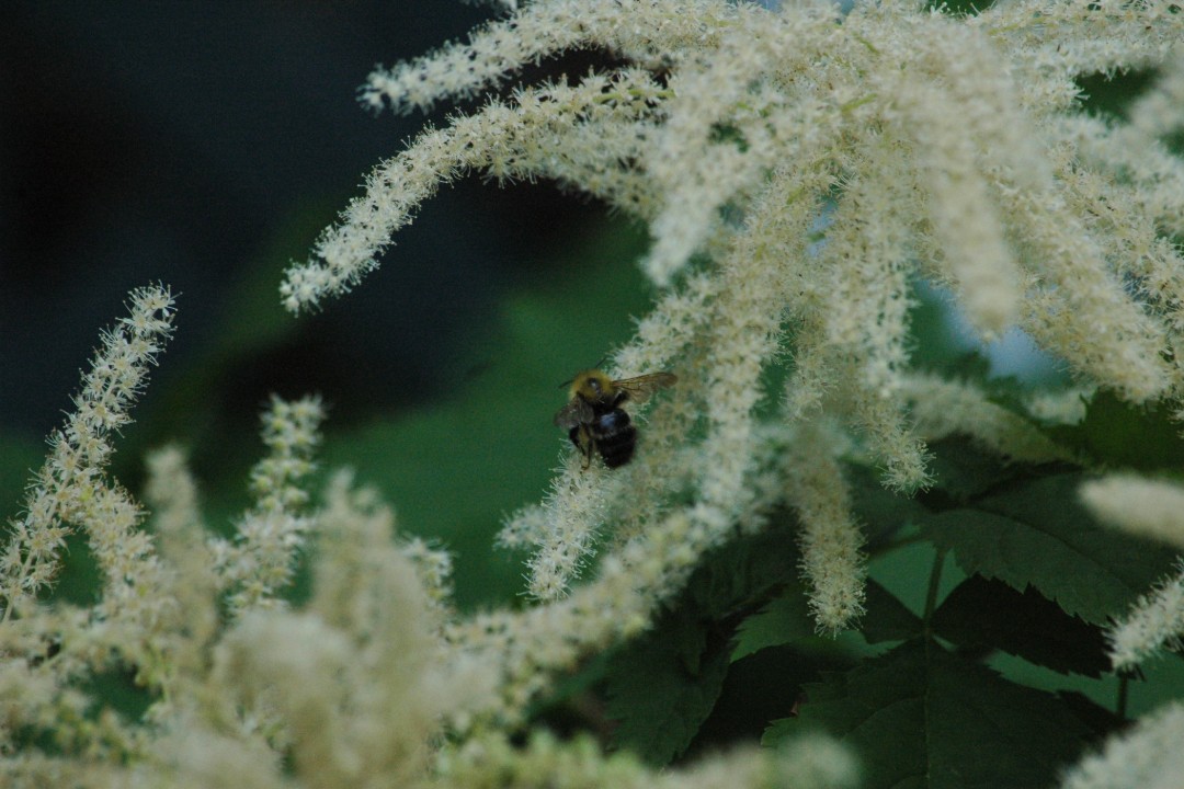 A bee surrounded by small, white blossoms