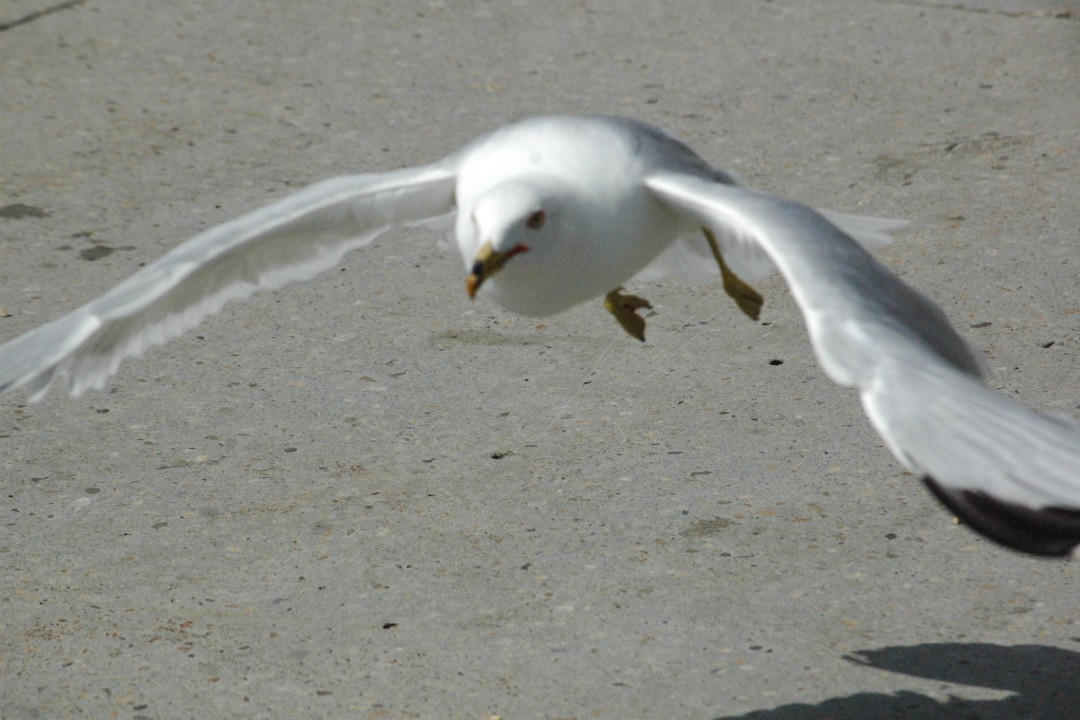 A gull in flight over concrete