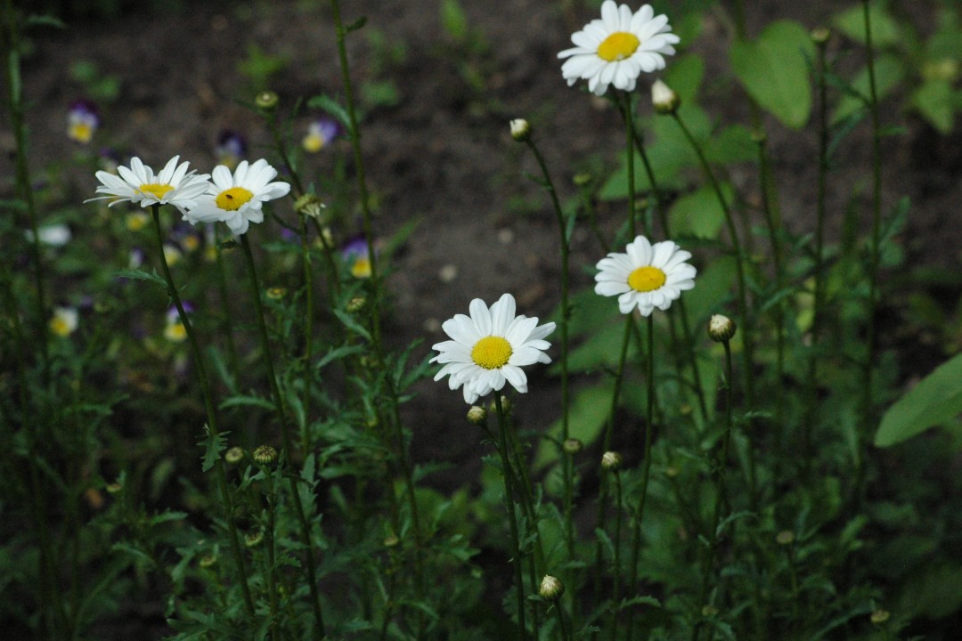 Daisies in a patch of greenery