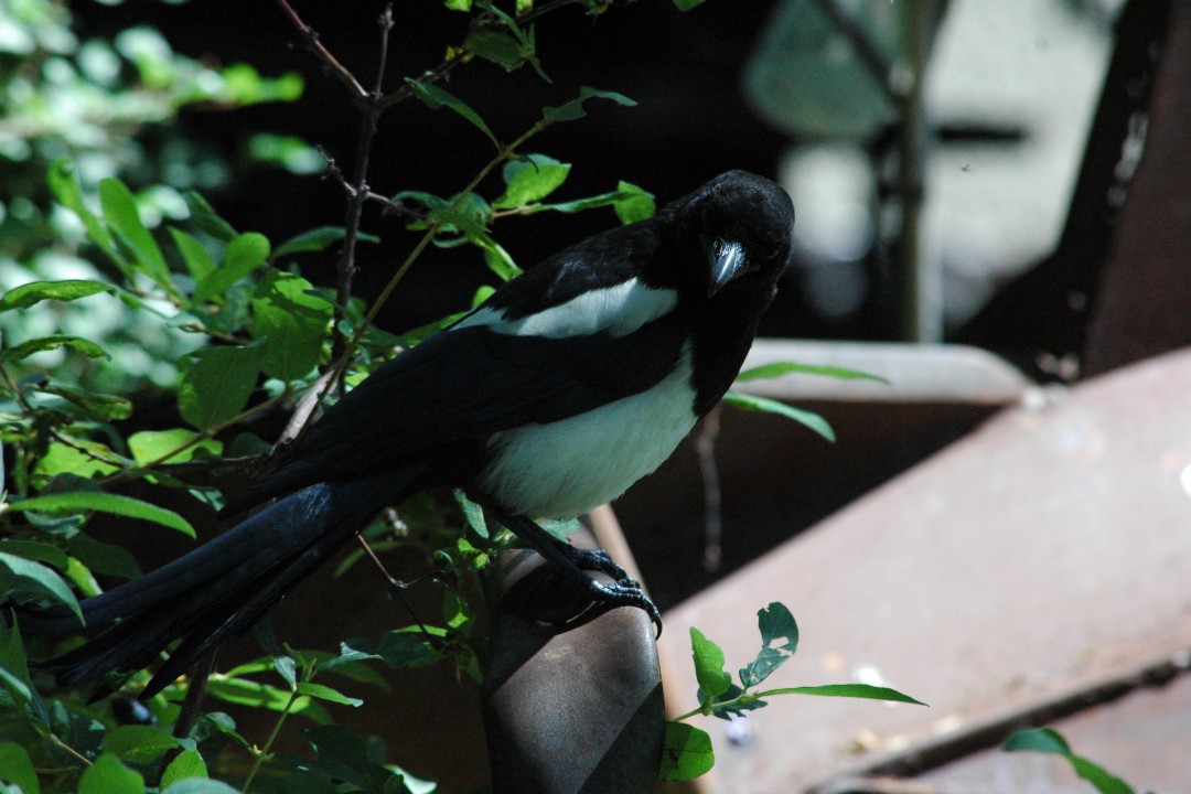 A magpie on a leafy branch
