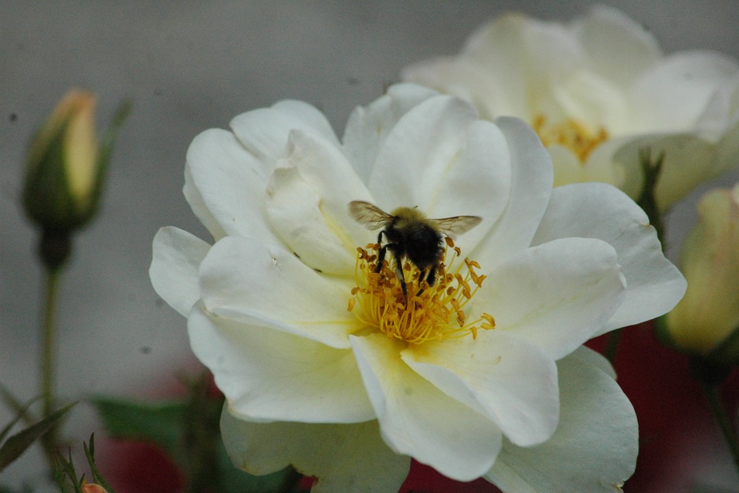 A bee in the centre of a flower