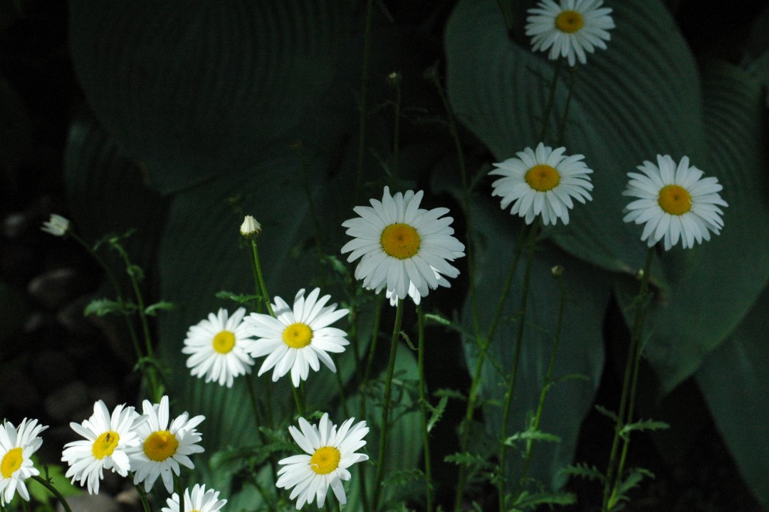Happenings: Aug. 24, 2026