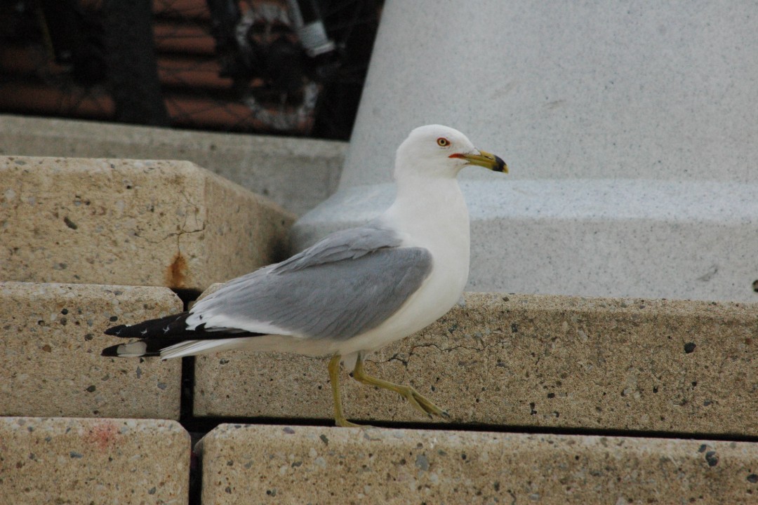 A seagull walking on a concrete slab
