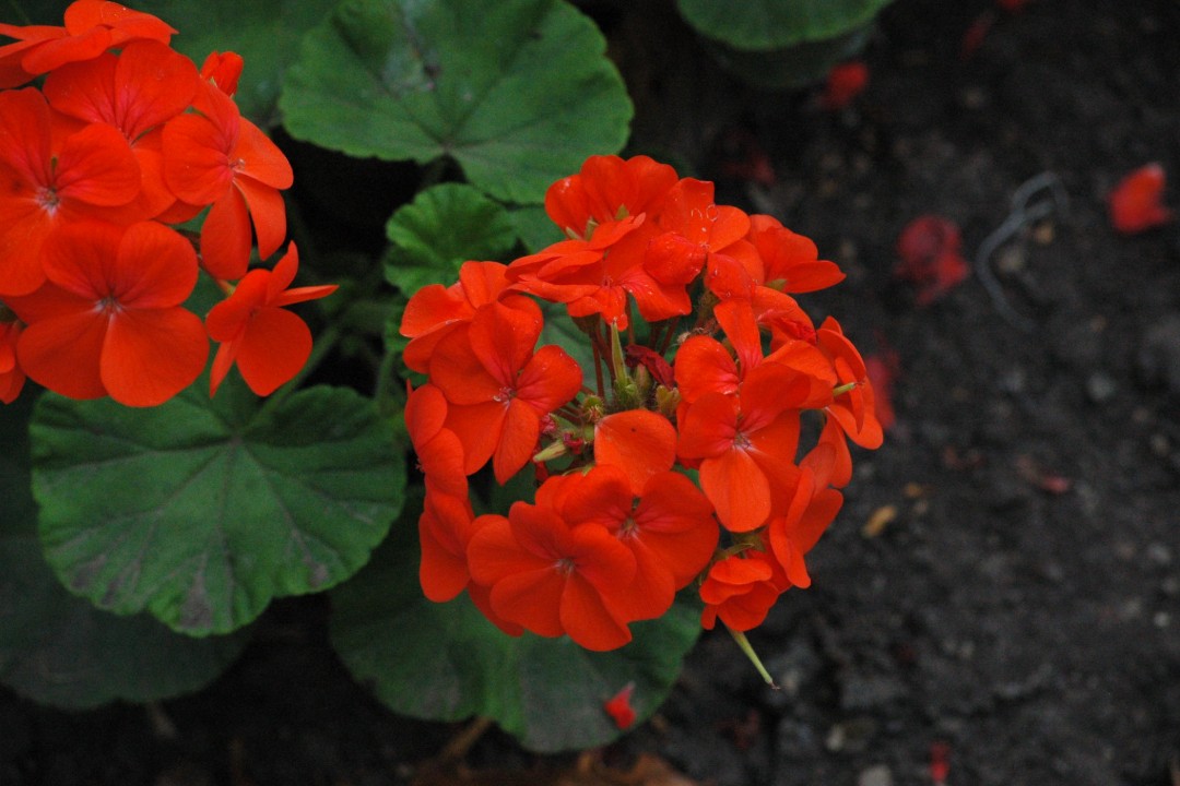 Orange-red geranium blooms