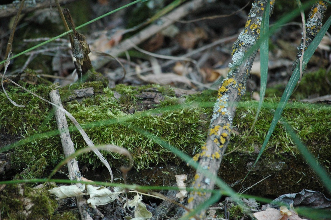 A mossy log and lichen-covered sticks