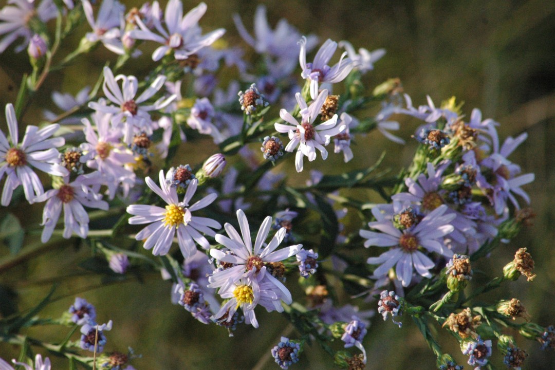A bouquet of delicate purple flowers