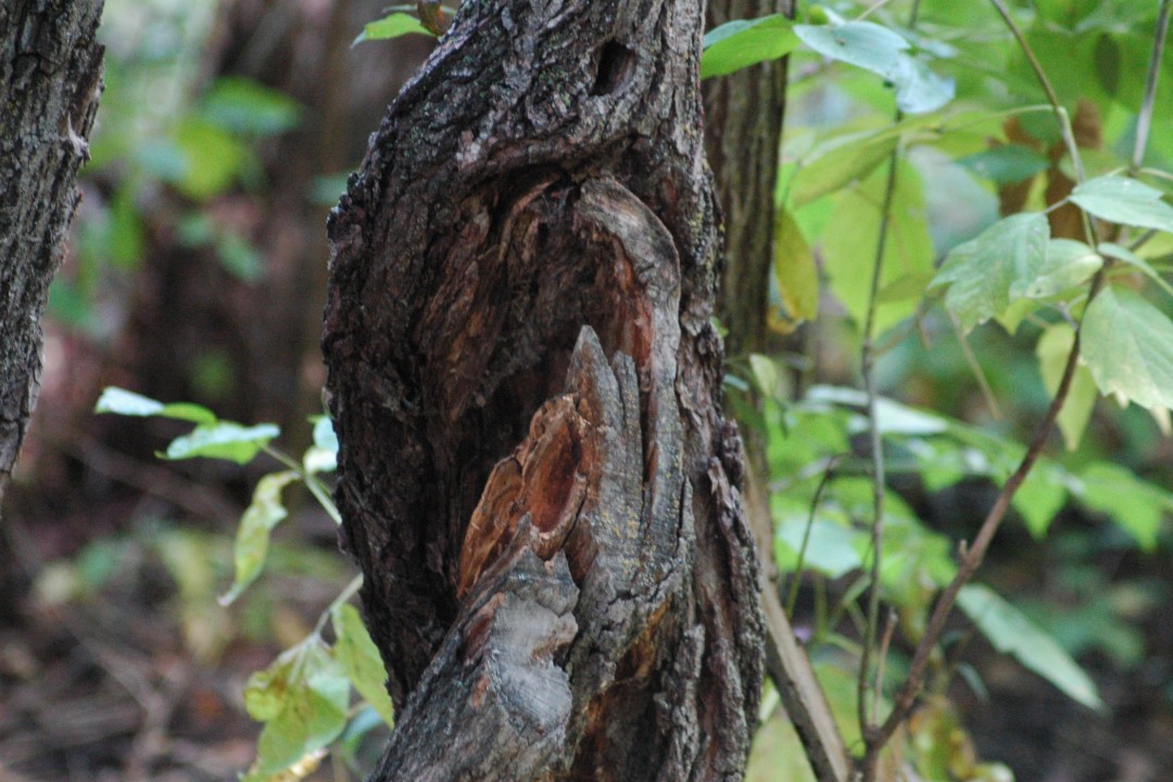 Grooved tree bark with green leaves in the background