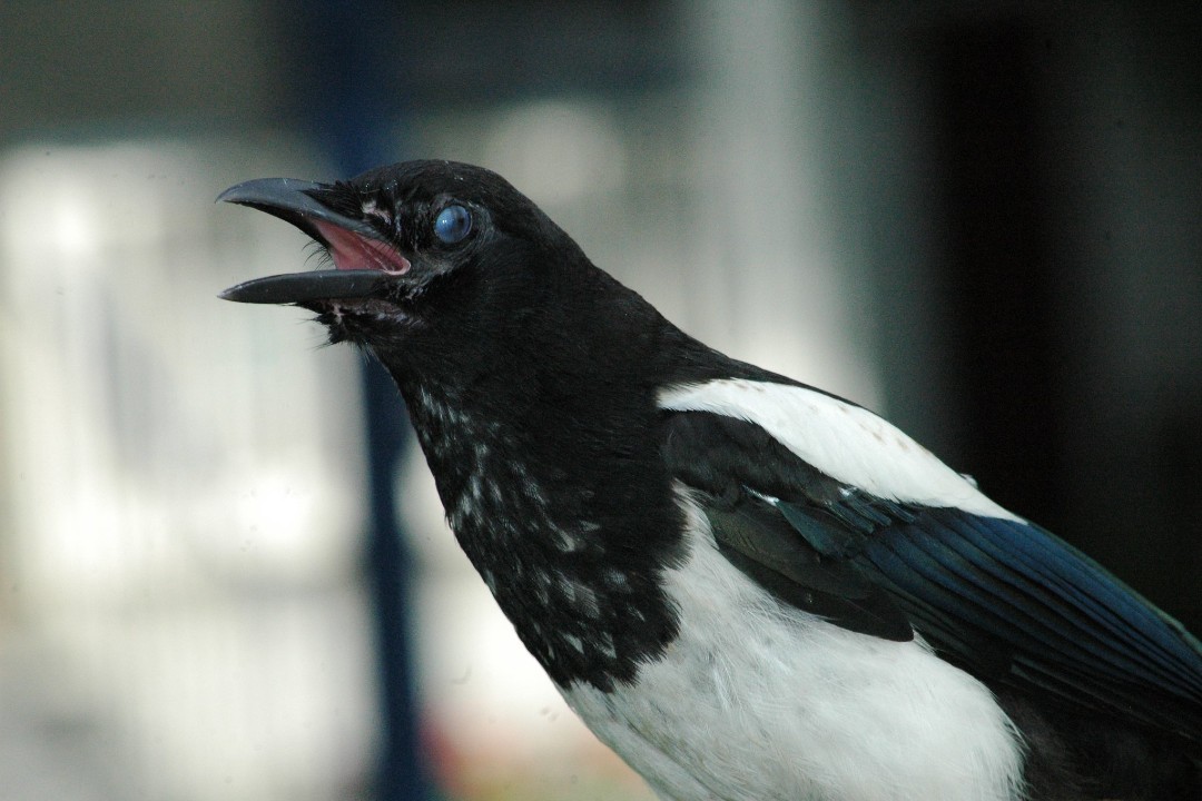 A magpie strains its neck and spreads its beak